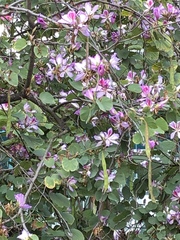 Bauhinia variegata