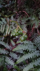 Begonia longifolia