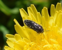 Acmaeodera tubulus