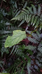 Begonia longifolia