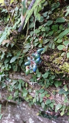 Ophiopogoneae