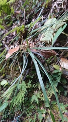 Ophiopogoneae