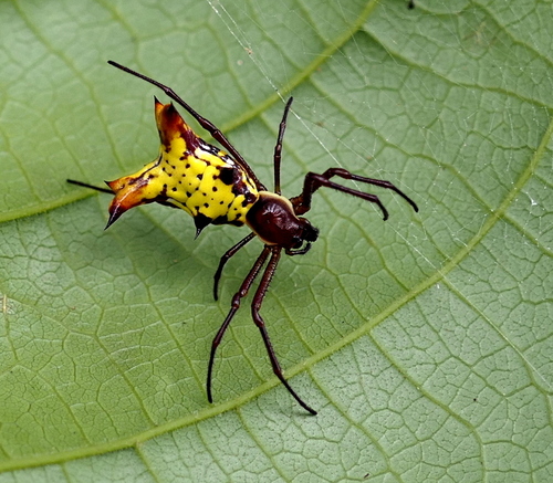Micrathena fissispina