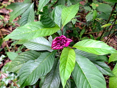 Palicourea colorata, photograph Helio Lourencini, CC BY, iNaturalist via GBIF