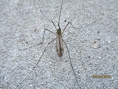 Nephrotoma appendiculata