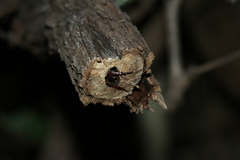 Hemideina