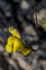 Neogaerrhinum filipes