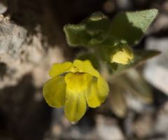 Mohavea breviflora