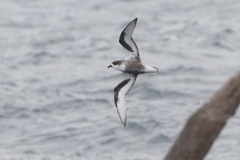 Pterodroma inexpectata