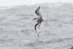 Pterodroma inexpectata