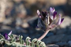 Astragalus layneae