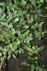 Asplenium ruprechtii