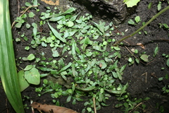 Asplenium ruprechtii