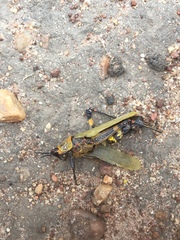 Zonocerus variegatus