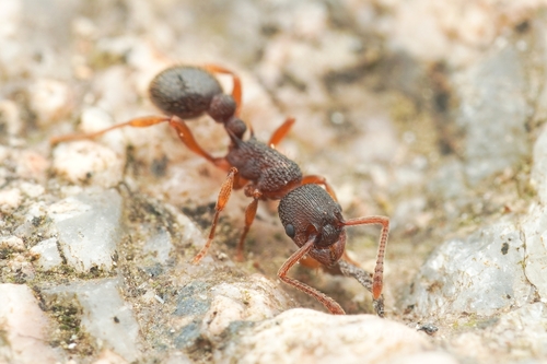 Myrmica excelsaMyrmica excelsa