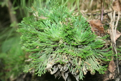 Selaginella tamariscina