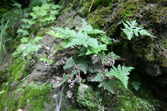 Aleuritopteris argentea