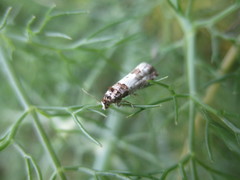 Epinotia thapsiana