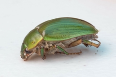 Stethaspis suturalis