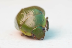 Stethaspis suturalis