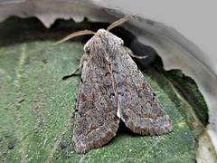 Orthosia populeti