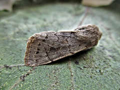Orthosia populeti