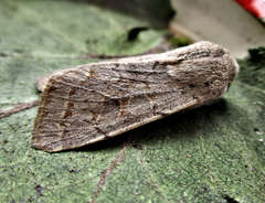 Orthosia populeti