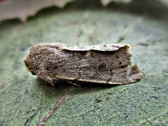 Orthosia populeti
