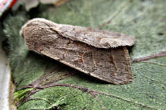Orthosia populeti
