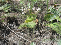 Allium inaequale
