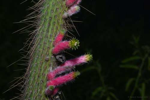 Cleistocactus smaragdiflorus (Cleistocactus smaragdiflorus)