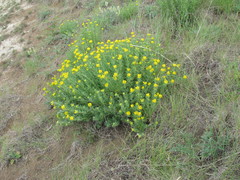 Chamaecytisus austriacus