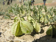 Zygophyllum pinnatum