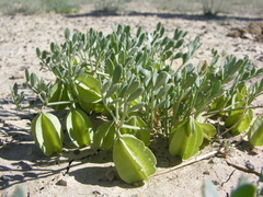 Zygophyllum pinnatum