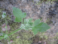 Drusa glandulosa
