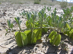 Zygophyllum pinnatum