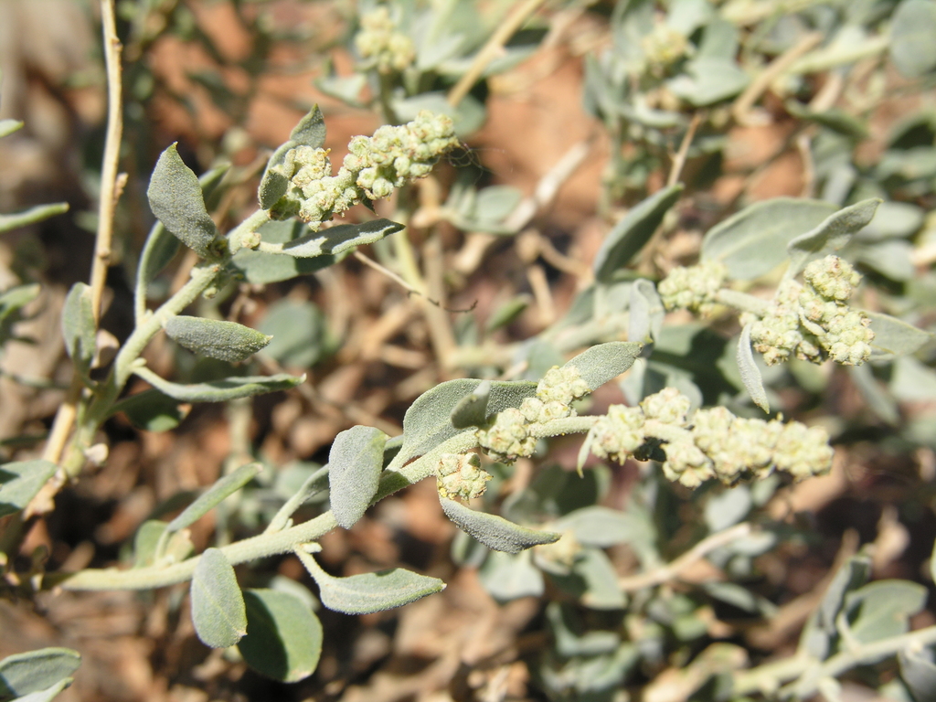shrubby stinking goosefoot