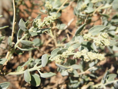 Chenopodium frutescens