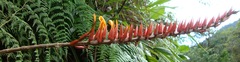 Pitcairnia brittoniana image