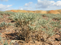 Chenopodium frutescens