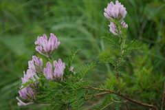 Astragalus cornutus