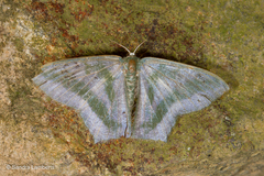 Maxates thetydaria