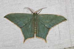 Maxates korintjiensis