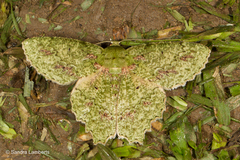 Herochroma urapteraria