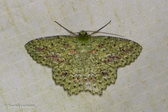 Herochroma urapteraria