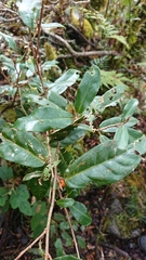 Elaeagnaceae