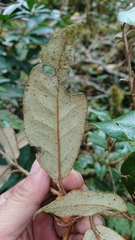 Elaeagnaceae
