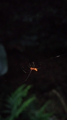 Argyrodes miniaceus