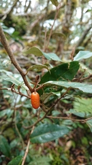 Elaeagnaceae