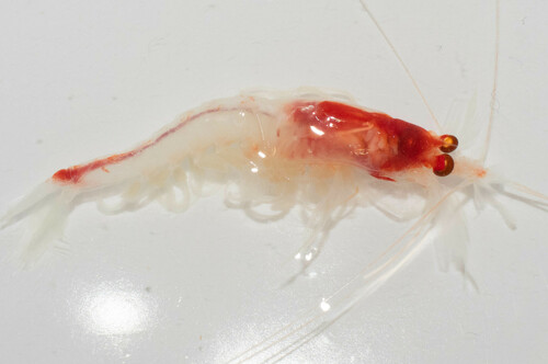 Representative image of Boreomysis arctica